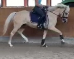 Pferd Kalani R (Deutsches Reitpony, 2019, von Casino Gold)