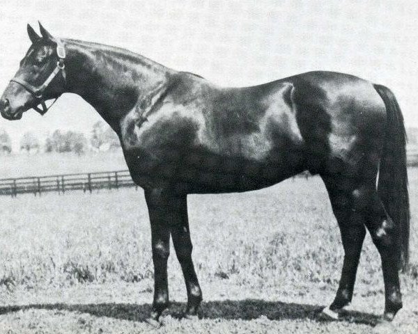 stallion Bull Dog xx (Thoroughbred, 1927, from Teddy xx)