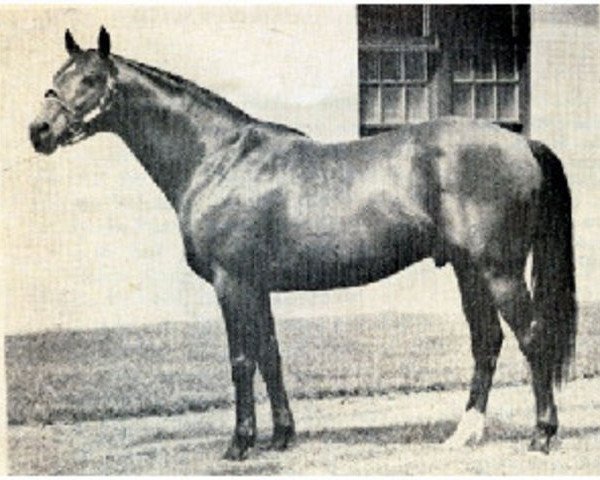 stallion On and On xx (Thoroughbred, 1956, from Nasrullah xx)
