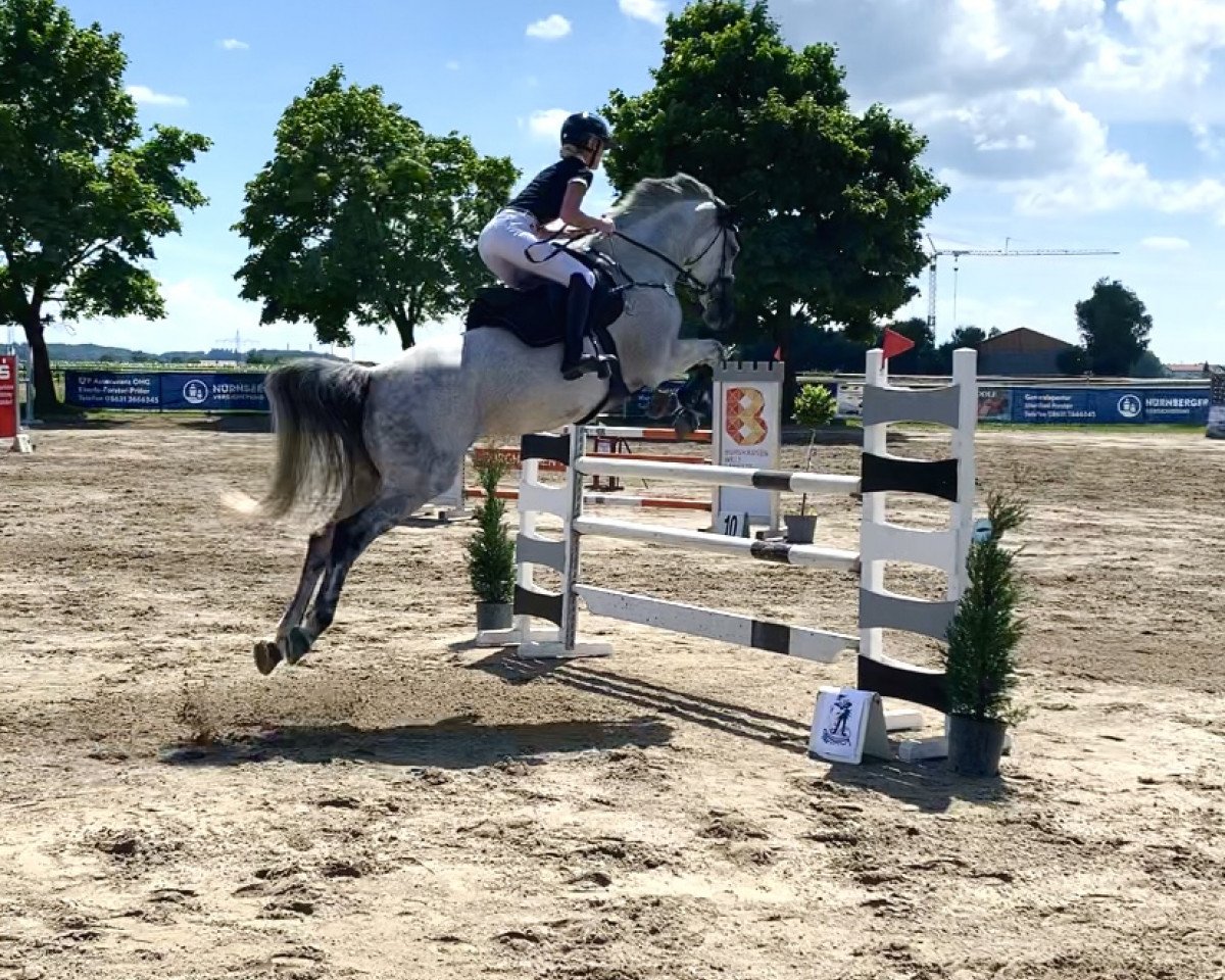 broodmare Cury 3 (Holsteiner, 2011, from Calido I)
