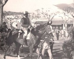 stallion El Gaucho xx (Thoroughbred, 1971, from Cocoliche xx)