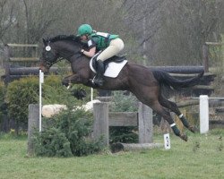 dressage horse Leading Edge 2 (Oldenburg, 1998, from Lady's King)