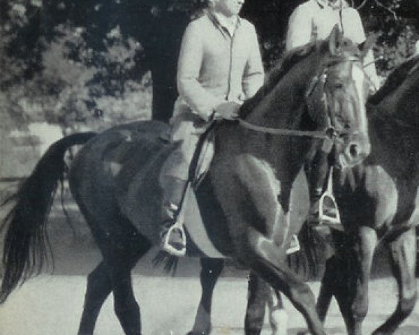 horse Gong (Hanoverian, 1949, from Goldmann)