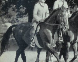 stallion Gong (Hanoverian, 1949, from Goldmann)