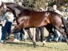 stallion Rodero (Hanoverian, 1995, from Rabino)