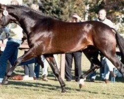 stallion Rodero (Hanoverian, 1995, from Rabino)