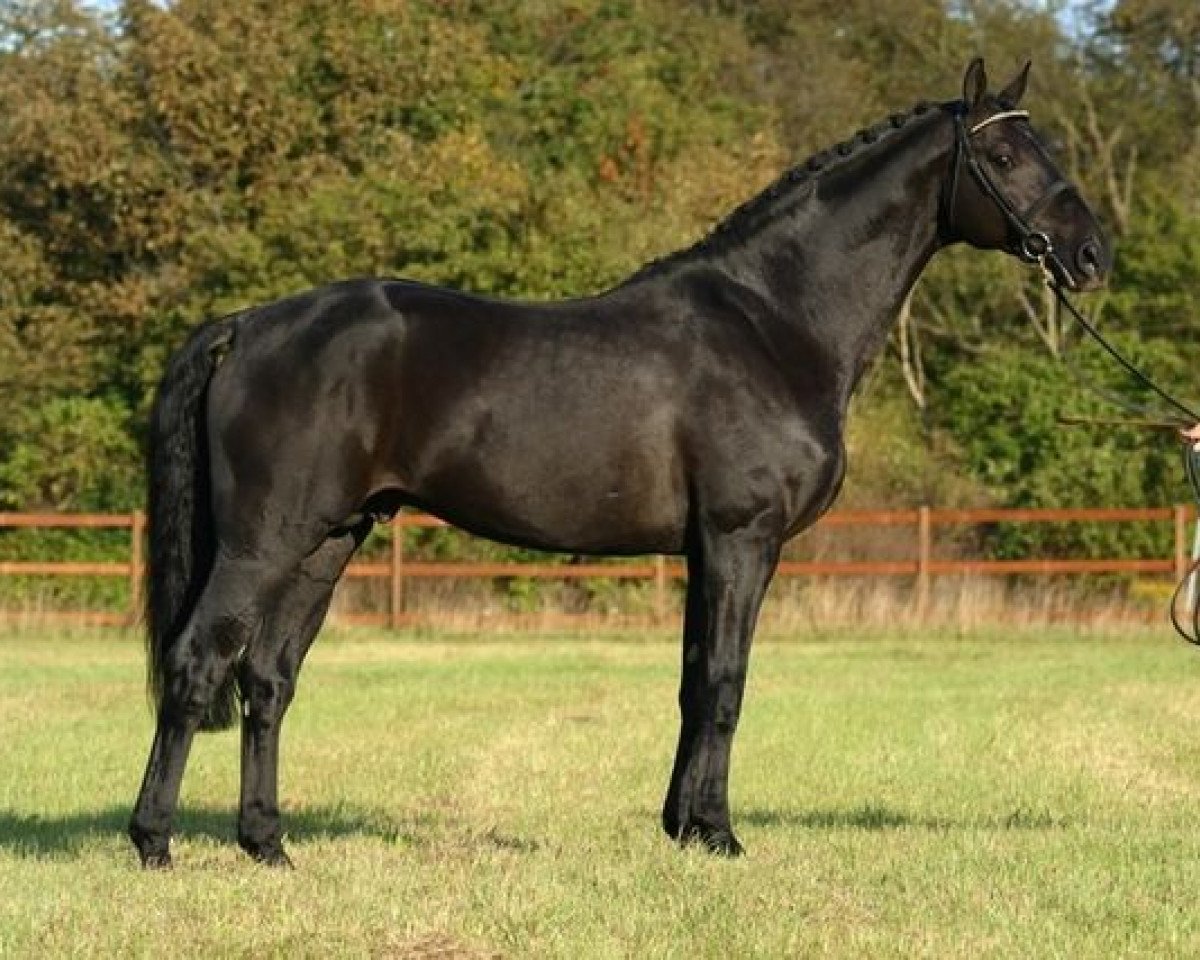 stallion Last Liberty (Oldenburg, 1993, from Lord Liberty)