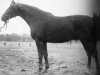 stallion Eiserner Fleiss (Trakehner, 1925, from Visitator)