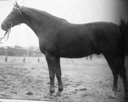 Deckhengst Eiserner Fleiss (Trakehner, 1925, von Visitator)