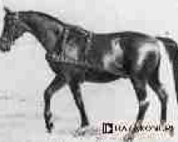 stallion Ernest (Trakehner, 1939, from Eiserner Fleiss)