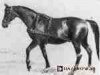 stallion Ernest (Trakehner, 1939, from Eiserner Fleiss)
