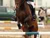 dressage horse Lasse 82 (Westphalian, 2003, from Laomedon)