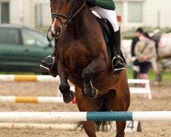 dressage horse Lasse 82 (Westphalian, 2003, from Laomedon)