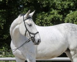 jumper Coconut Kiss 28 (Oldenburg show jumper, 2009, from Askano)