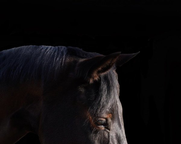 horse Fürst Fröhlich (Oldenburg, 2015, from Faveur)