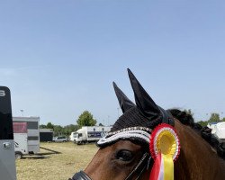 dressage horse Disney World 7 (JF) (German Riding Pony, 2015, from Da Vinci Hs)