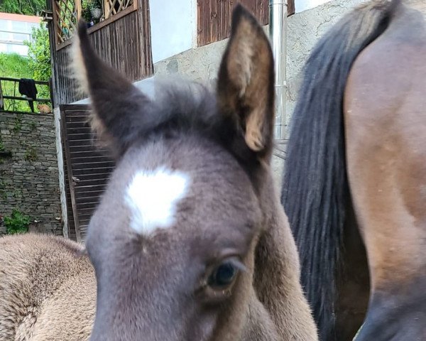 horse Hengst von Hitmos (Vorsinka) (Russian Trakehner, 2022, from Hitmos)