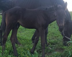 horse Hengst von Hitmos (Sibir) (Russian Trakehner, 2022, from Hitmos)