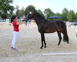 dressage horse Be Now And Forever Cl (Westfale, 2019, from Birmingham)