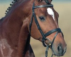 stallion Ciacomo (Holsteiner, 1996, from Cor de la Bryère)