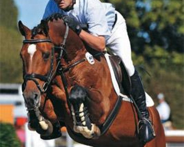 stallion Ciacomo (Holsteiner, 1996, from Cor de la Bryère)