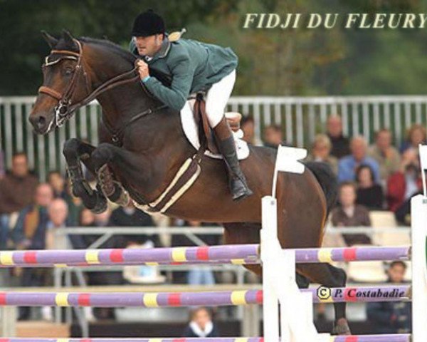 Deckhengst Fidji du Fleury (Belgium Sporthorse, 1989, von Le Tôt de Semilly)