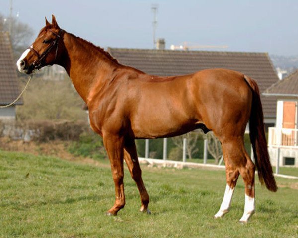 stallion Tinka's Boy (Dutch Warmblood, 1989, from Zuidpool)