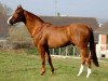 stallion Tinka's Boy (KWPN (Royal Dutch Sporthorse), 1989, from Zuidpool)