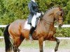 stallion Michellino (KWPN (Royal Dutch Sporthorse), 1991, from Michelangelo)