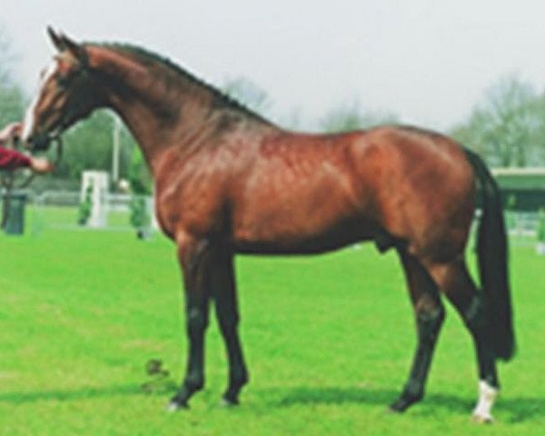 stallion Jacomar (Dutch Warmblood, 1991, from Ramiro Z)