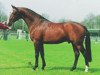 Deckhengst Jacomar (Koninklijk Warmbloed Paardenstamboek Nederland (KWPN), 1991, von Ramiro Z)