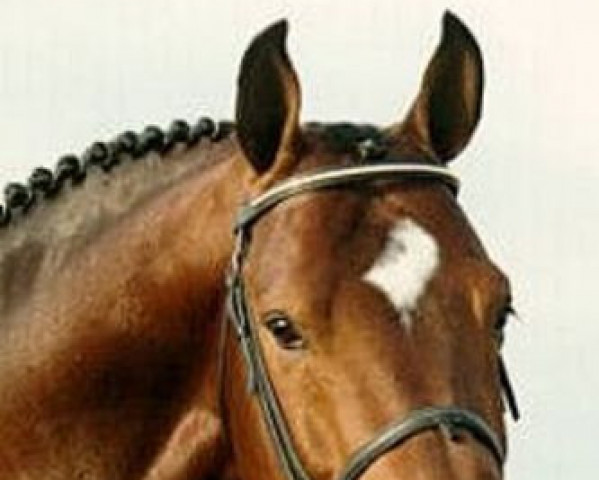 horse Wolfgang (Royal Warmblood Studbook of the Netherlands (KWPN), 1980, from Farn)