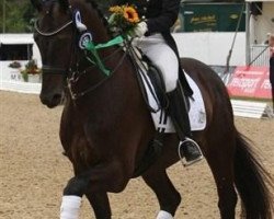 dressage horse Reve En Noir (Hanoverian, 2003, from Riccione)