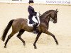 dressage horse Hofgraf (Hanoverian, 2004, from Hofrat)