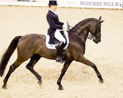 dressage horse Hofgraf (Hanoverian, 2004, from Hofrat)