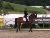 dressage horse Wolkenstein 14 (Bavarian, 2000, from Werther's Wels)