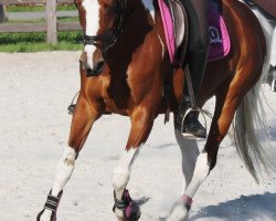 dressage horse Karina 345 (Pinto / Hunter, 1996)