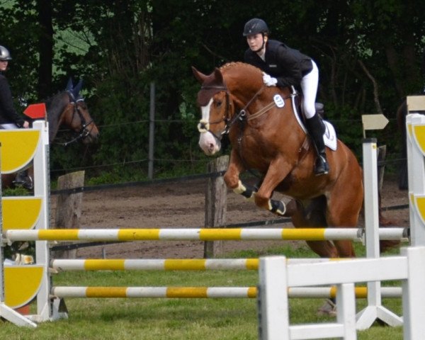 dressage horse Lord Lukas 4 (Hanoverian, 2007, from Le Primeur)