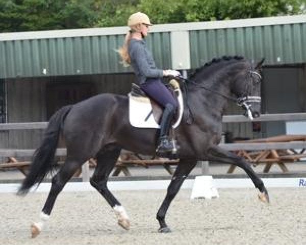 stallion Duval's Capri Sonne Jr (KWPN (Royal Dutch Sporthorse), 2007, from Rhodium)