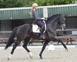 stallion Duval's Capri Sonne Jr (KWPN (Royal Dutch Sporthorse), 2007, from Rhodium)