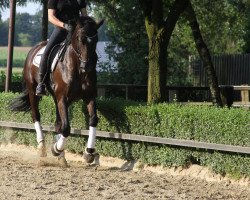 dressage horse Rondeur 3 (Hanoverian, 2006, from Rascalino)