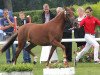 broodmare Pik Dame (German Riding Pony, 2009, from Paparazzi)