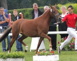 Zuchtstute Pik Dame (Deutsches Reitpony, 2009, von Paparazzi)