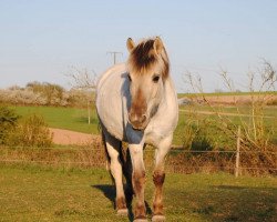 horse Runa vom Eidenbach (Fjord Horse, 2016, from Haakon)