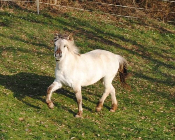 horse Rita vom Eidenbach (Fjord Horse, 2017, from Haakon)