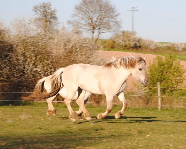 horse Romina (Fjord Horse, 2009, from Haakon)