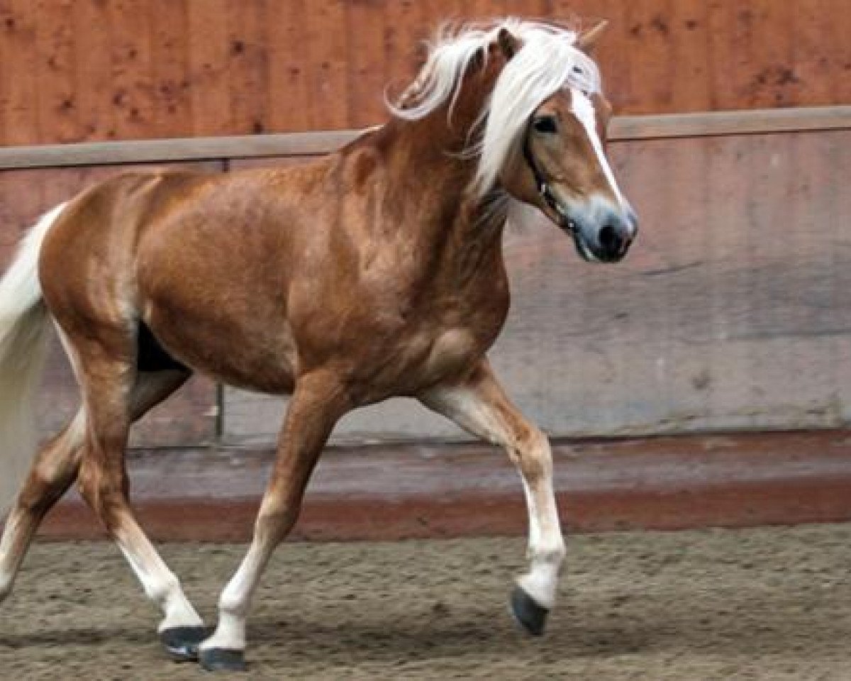 Deckhengst Adelshüter (Haflinger, 2003, von Amsterdam)