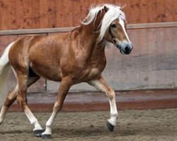 stallion Adelshüter (Haflinger, 2003, from Amsterdam)