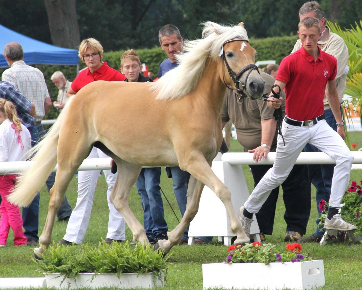 Zuchtstute Argentina (Haflinger, 2009, von Adelshüter)
