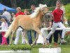 Zuchtstute Argentina (Haflinger, 2009, von Adelshüter)